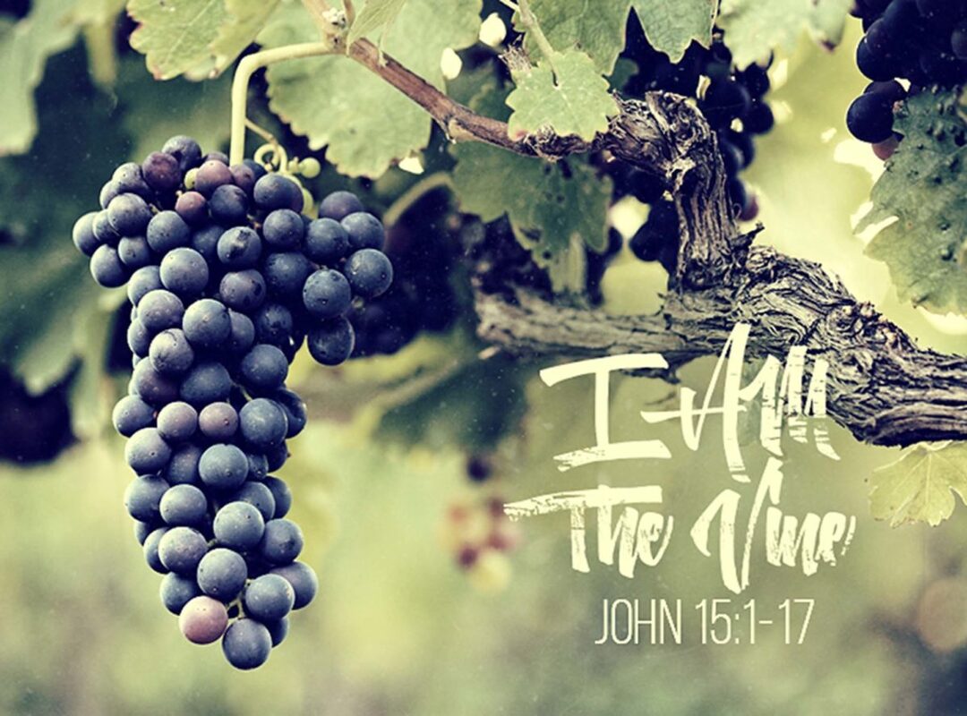 I AM the True Vine and you are the Branches - Insight of the King